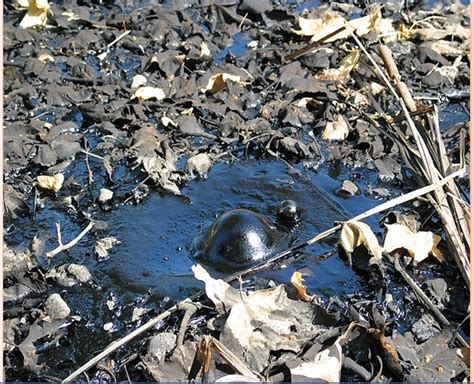 why are deserts tar pits and ice good places to find body fossils.